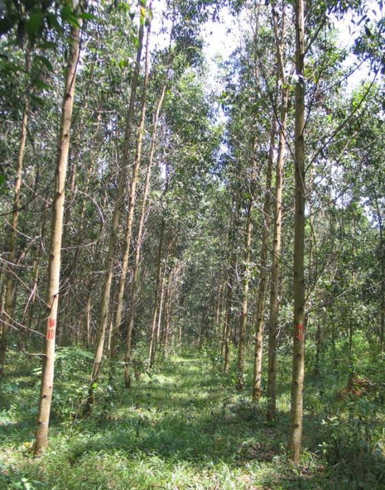 Special Issue: Sustaining the Future of Acacia Plantation Forestry