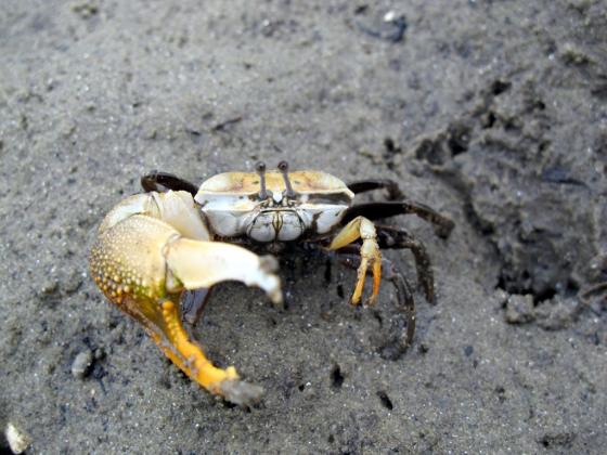Mangrove ecosystems in South Africa