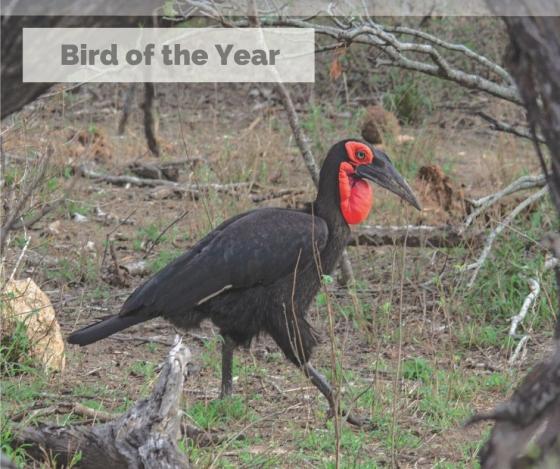 Southern Ground-Hornbill awarded Bird of the Year