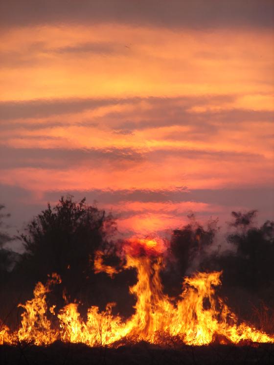 African Journal of Range &amp; Forage Science: Call for Papers