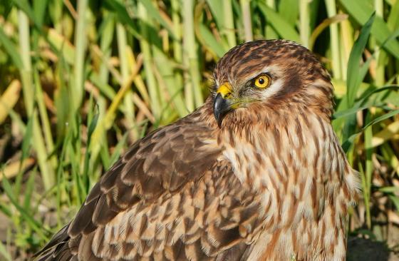 Call for Papers: African-European Birds 