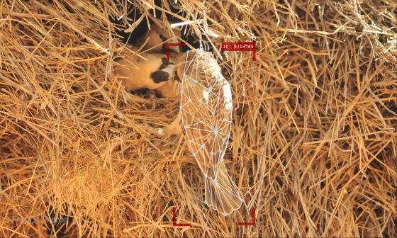 Call for papers: Special issue on AI and Ornithology