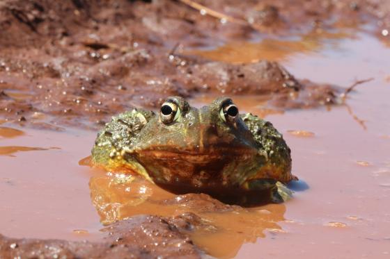 Naming South African frogs and reptiles in nine Indigenous languages